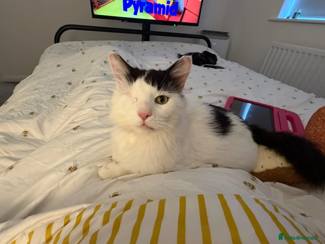 Domestic Shorthair cats for sale: One eyed boy  in Wellingborough - Advert 1