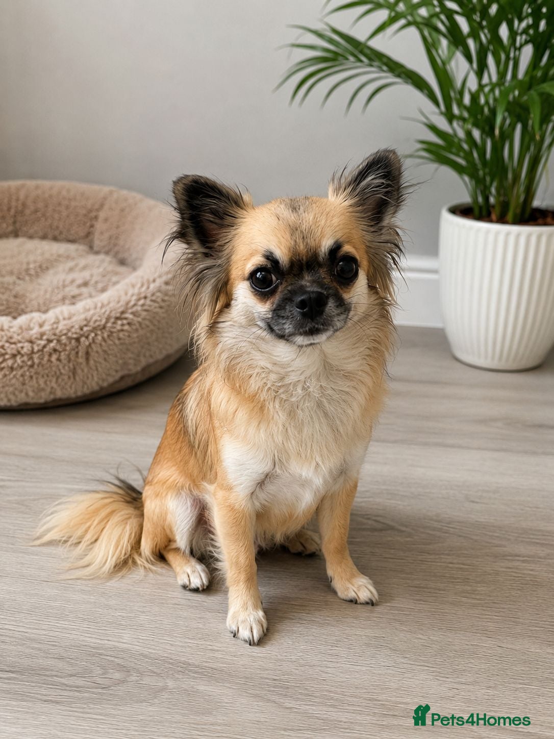 Chihuahua dogs  Beautiful Chihuahua Puppies – 3 Available - Advert 9