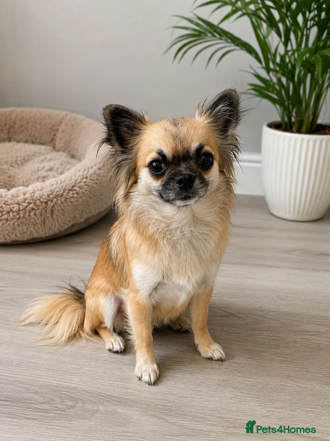 Chihuahua dogs for sale:  Beautiful Chihuahua Puppies – 3 Available - Advert 1