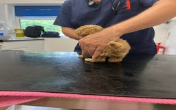 Poodle dogs for sale: Two adorable boys  - Image 7