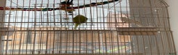 Budgerigars birds for sale: Budgies for sale !!!! £70 *read description * - Advert 2