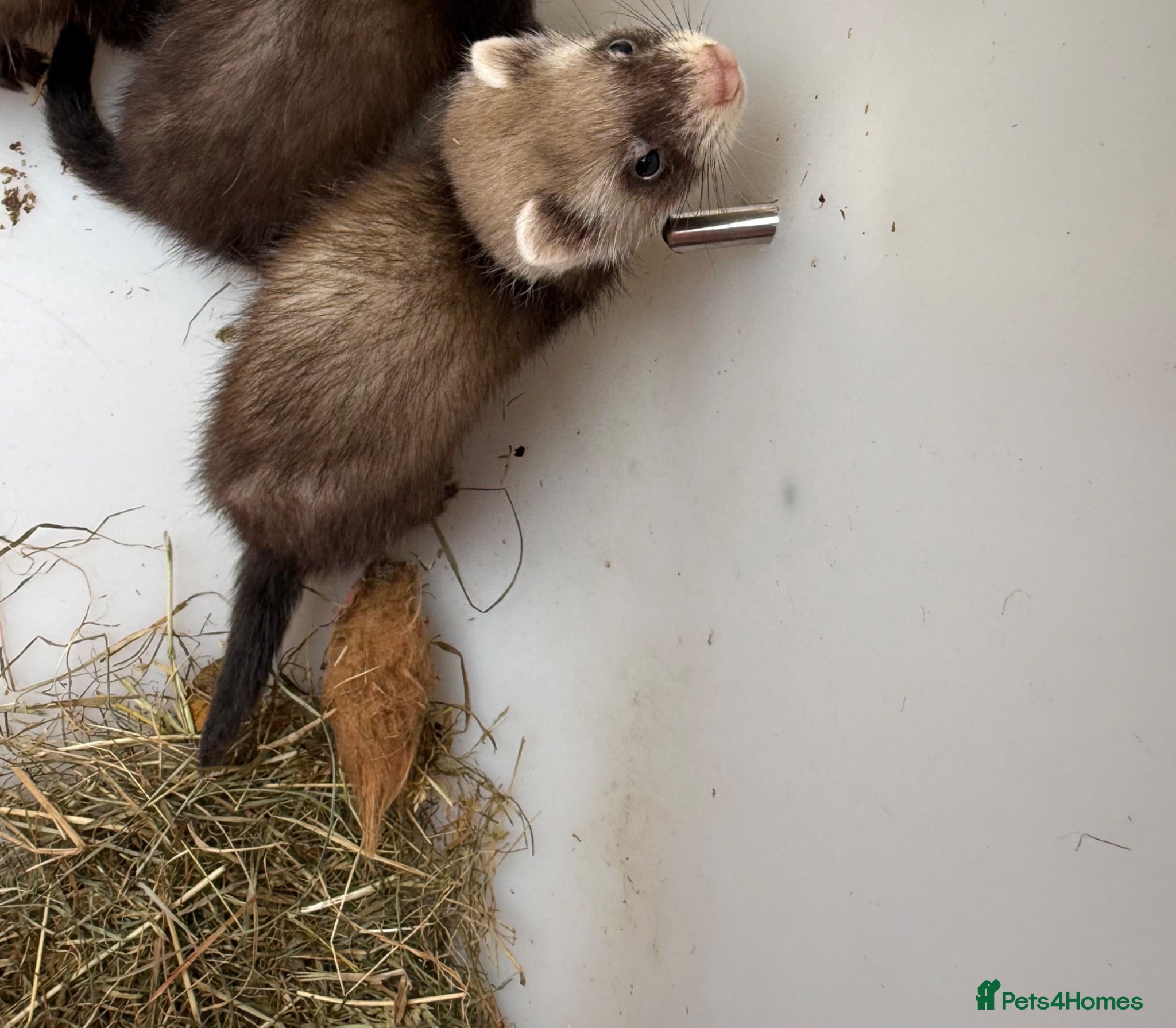 Ferret rodents Stunning Ferret. Kits  - Advert 16