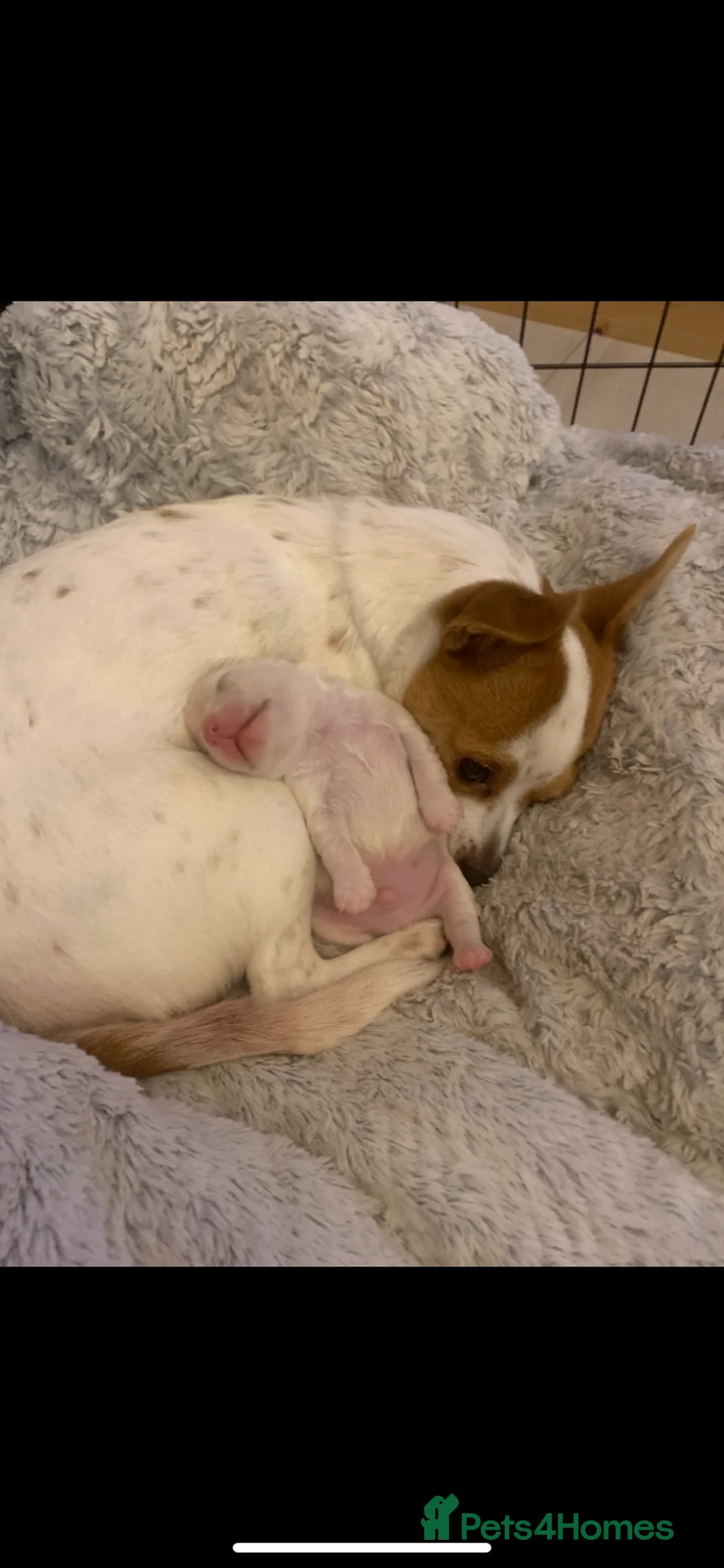 Jack Chi dogs for sale: Male  - Advert 1