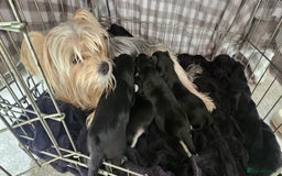 Morkie dogs for sale: 🐶 Adorable Morkie Puppies 🐶 - Image 1