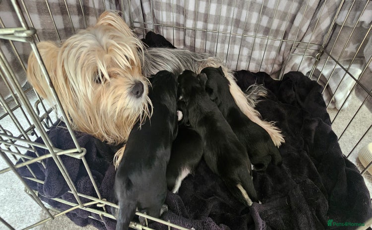 Morkie dogs - Advert 6