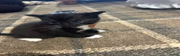 Mixed Breed cats for sale: Beautiful kittens for sale - Advert 13