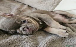 Frug dogs for sale: Frug Puppies Ready Now - Advert 8