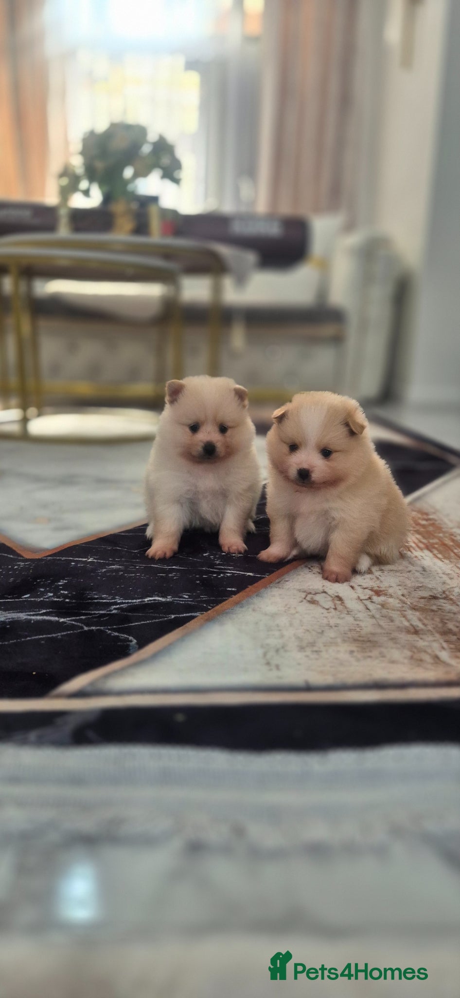 Pomeranian dogs Pomeranian mini 2 boy  - Advert 6