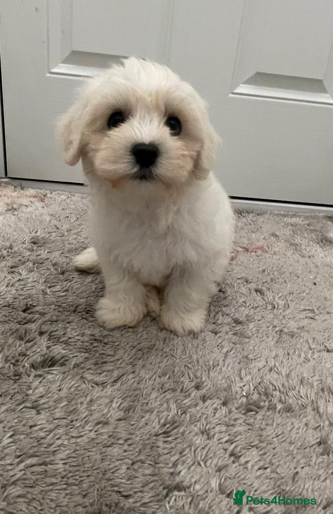 Maltipoo dogs for sale: Maltipoo puppy’s  - Image 8