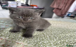 British Shorthair cats for sale: British short hair  - Image 5