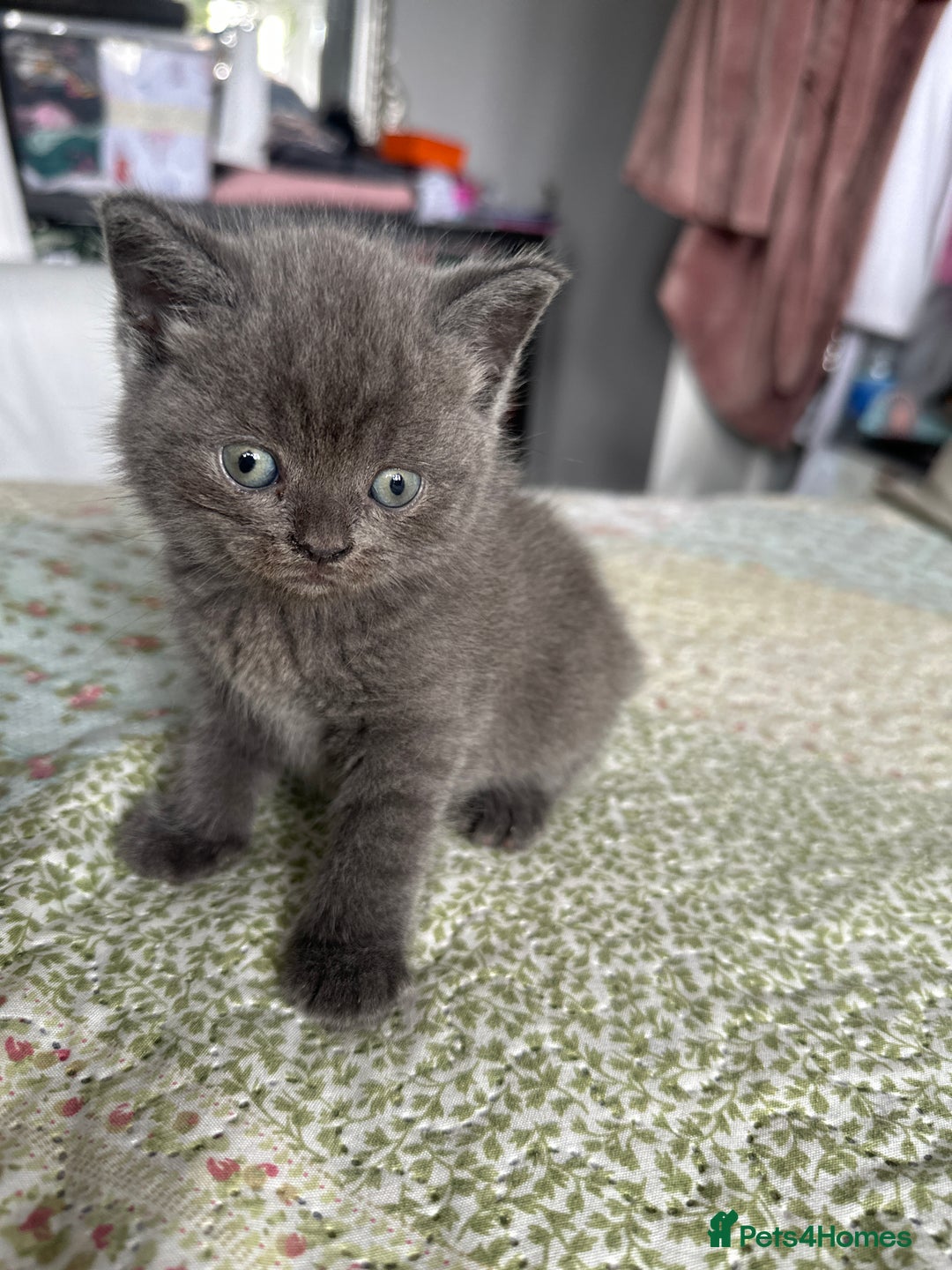 British Shorthair cats for sale: British short hair  - Image 5