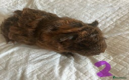 Guinea Pig rodents for sale: Skinny pig and smooth haired Guinea pigs - Image 17