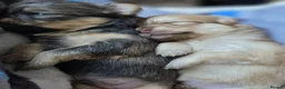 Pomchi dogs for sale: 3 fluffy pomchi pups in Newcastle upon Tyne - Advert 5