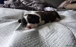 Mixed Breed dogs for sale: Frenchie cross chihuahua  - Image 6