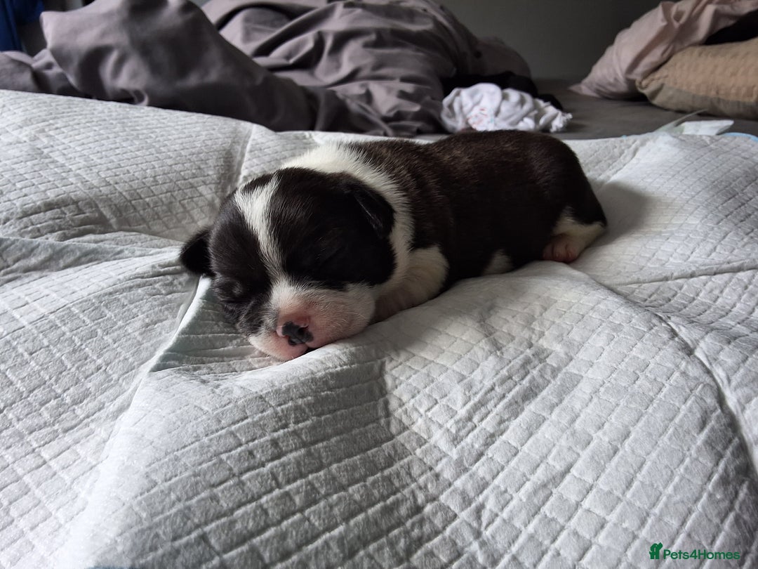 Mixed Breed dogs for sale: Frenchie cross chihuahua  - Image 6