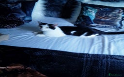 Snowshoe cats for sale: Cat  **  stray see additional details - Image 2