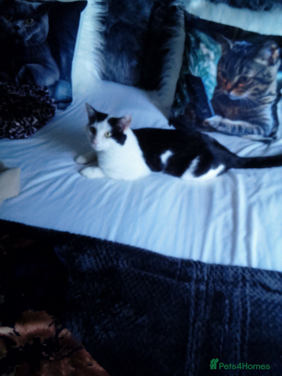 Snowshoe cats for sale: Cat  **  stray see additional details - Image 2