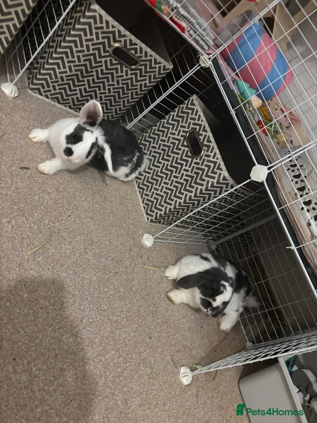English Lop rabbits for sale: Male Lop  - Advert 4