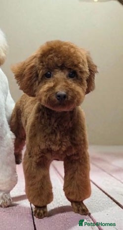 Toy Poodle dogs FEMALE TOY POODLE FOR SALE DARK RED  - Advert 16