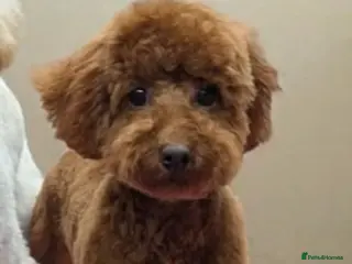 Toy Poodle dogs FEMALE TOY POODLE FOR SALE DARK RED - Advert 16