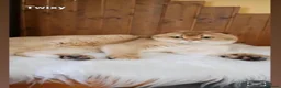 Scottish Fold cats for sale: Golden shade Scottish straight Kitten 1🐾 - Advert 9