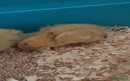 Quail poultry for sale: white quails  - Image 1