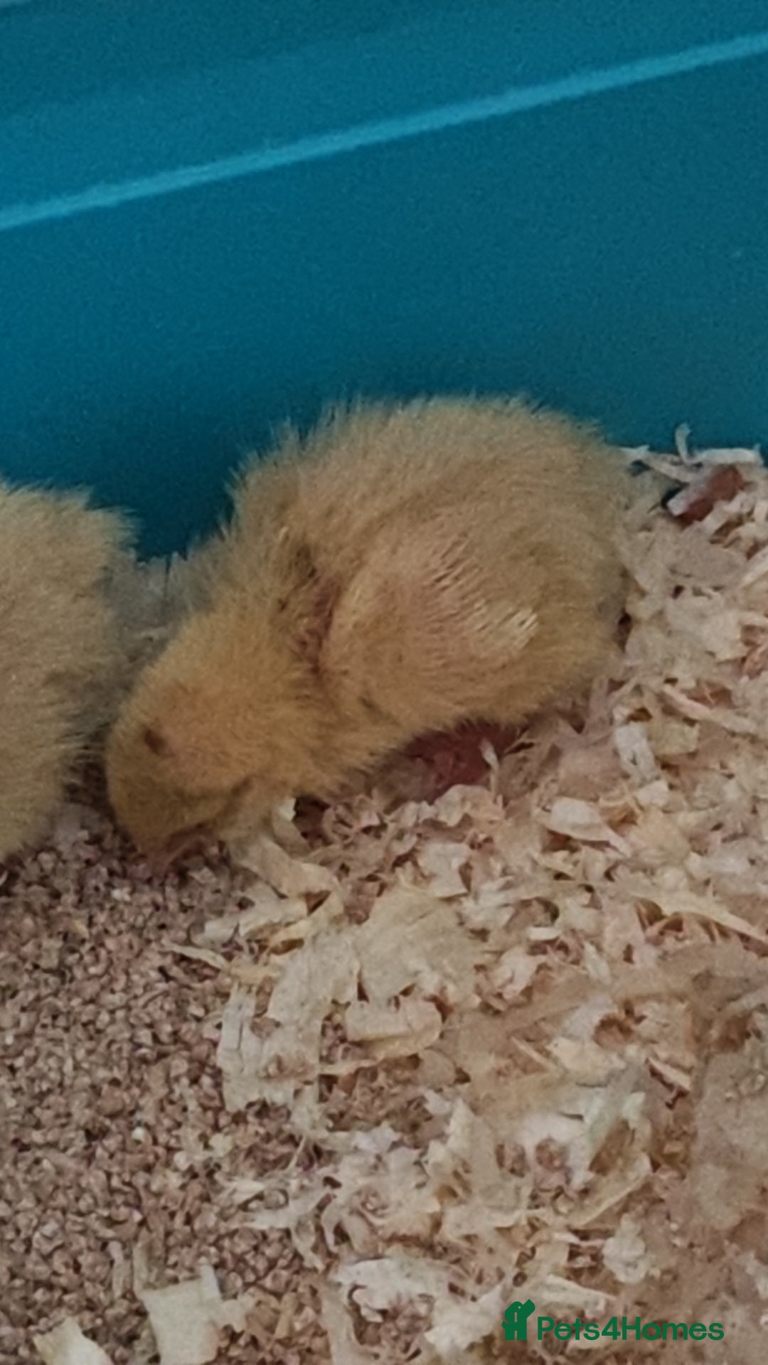Quail poultry for sale: white quails  - Image 1