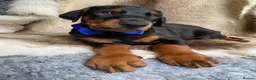 Dobermann dogs for sale: *KC REGISTERED* HEALTH TESTED DOBERMAN PUPPIES - Advert 30