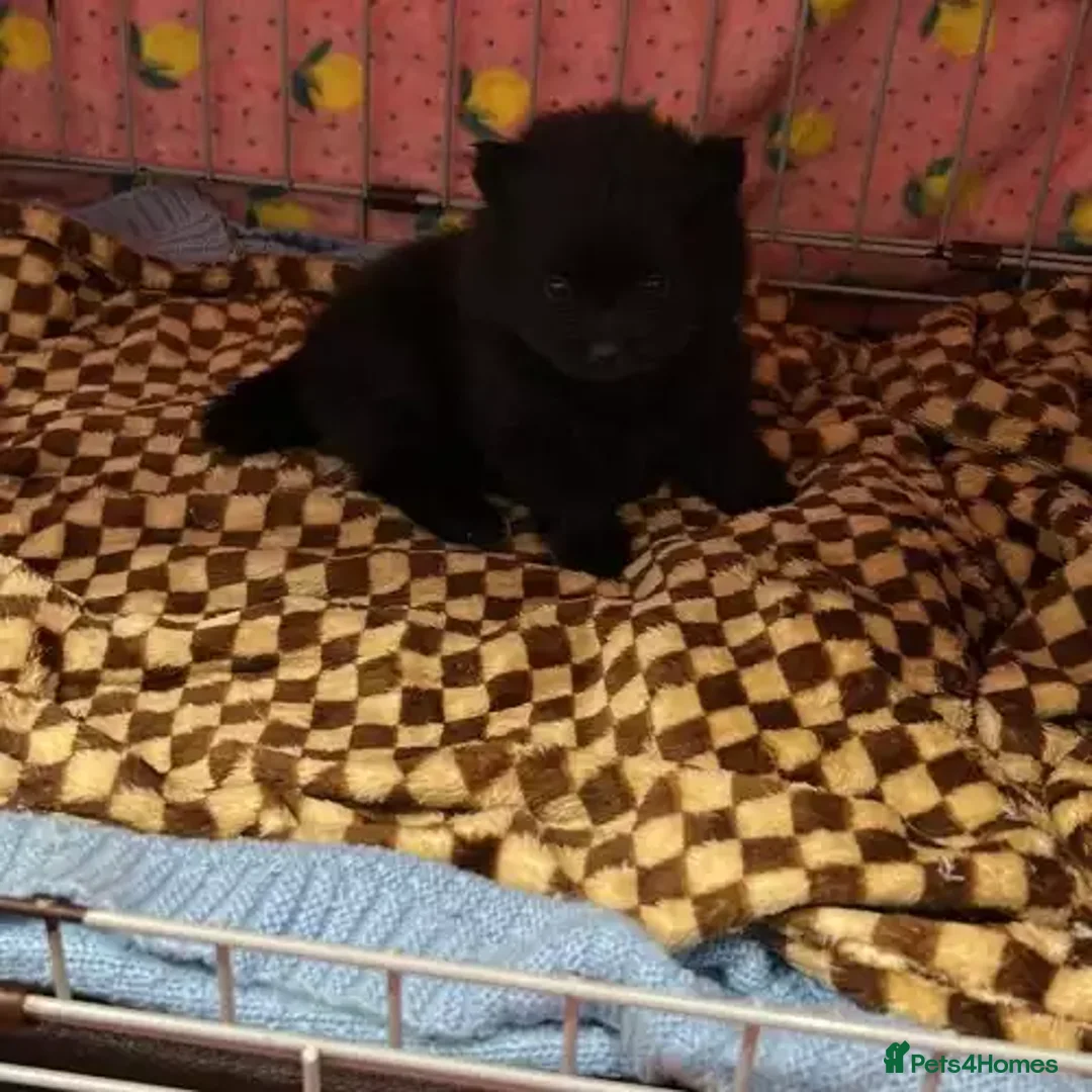 Pomeranian dogs for sale: 3 Female / 1 Male Pomeranian puppies for sale - Advert 2