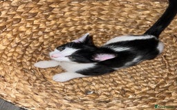 Mixed Breed cats for sale: 🚨😍BEAUTIFUL MALE KITTENS FOR SALE 🚨🥰 - Image 12