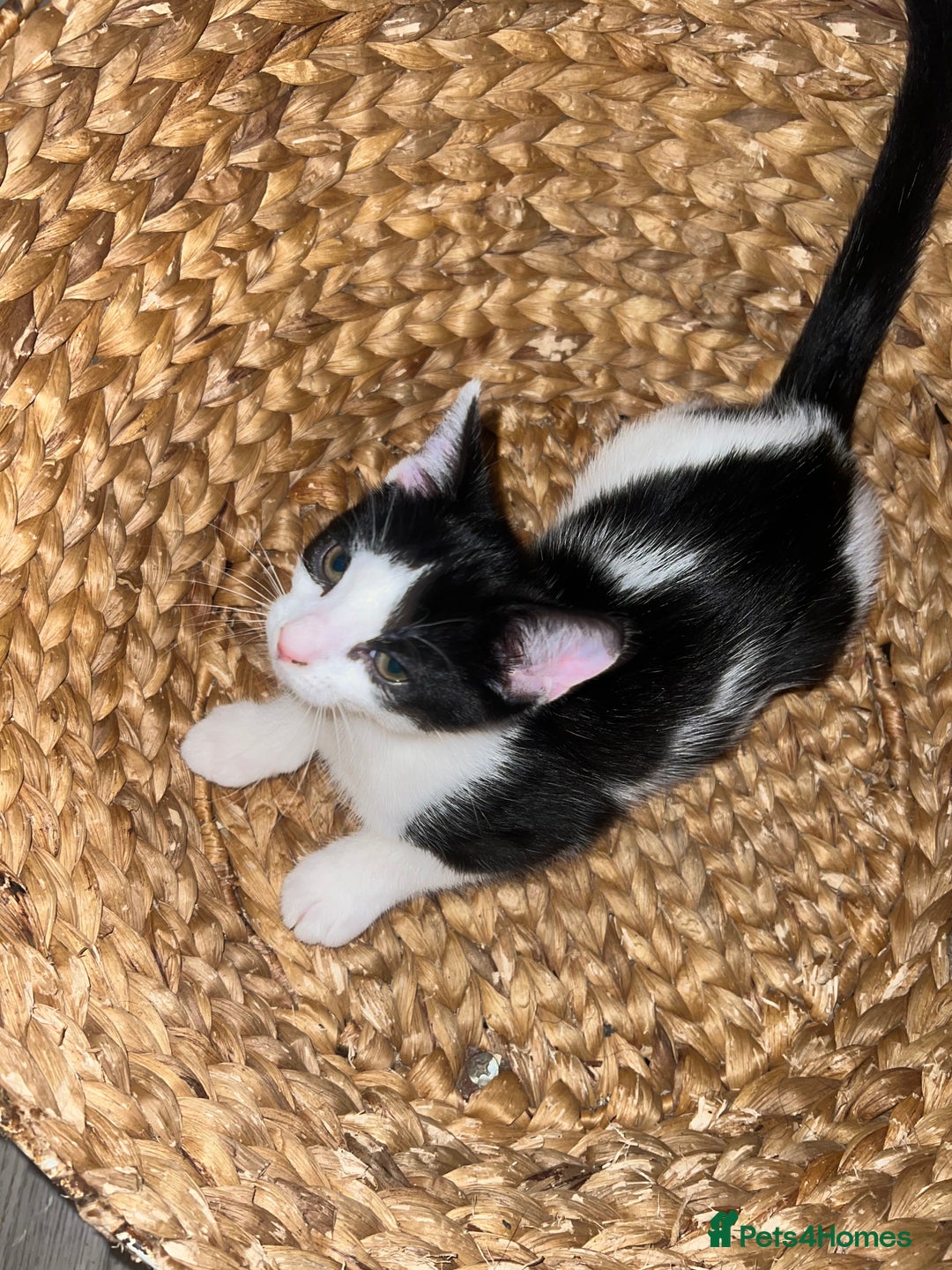 Mixed Breed cats for sale: 🚨😍BEAUTIFUL MALE KITTENS FOR SALE 🚨🥰 - Image 12