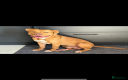 American Bulldog dogs for sale: Handsome and super active boy for rehoming - Image 9