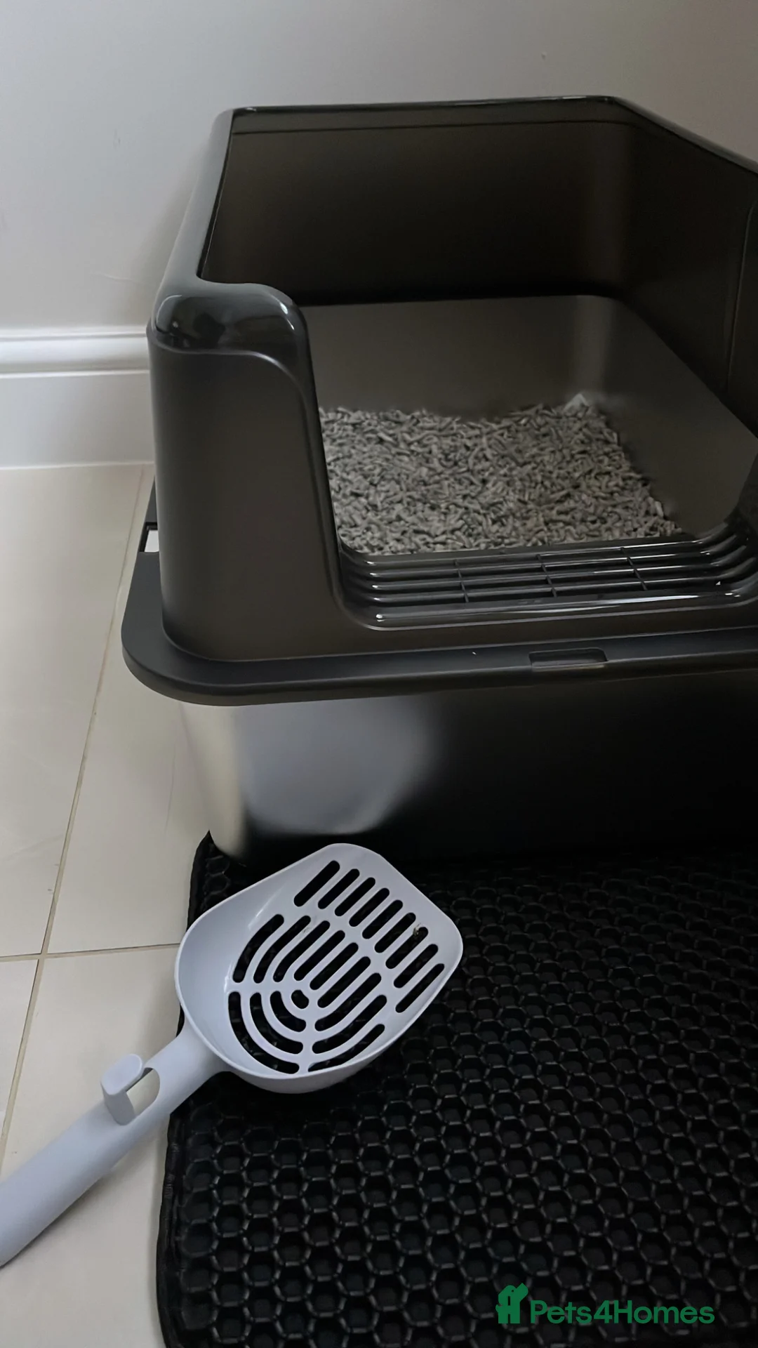 Mixed Breed cats for sale: Mixed breed - Advert 5