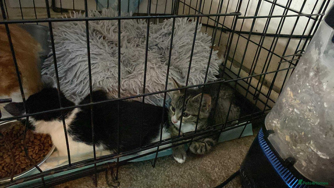 Mixed Breed cats for sale: 4 Feral kittens - Image 3
