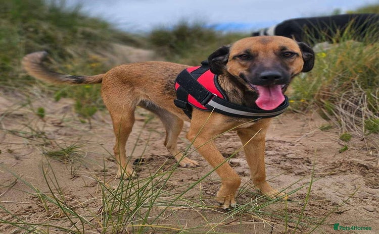 Mixed Breed dogs - Advert 6
