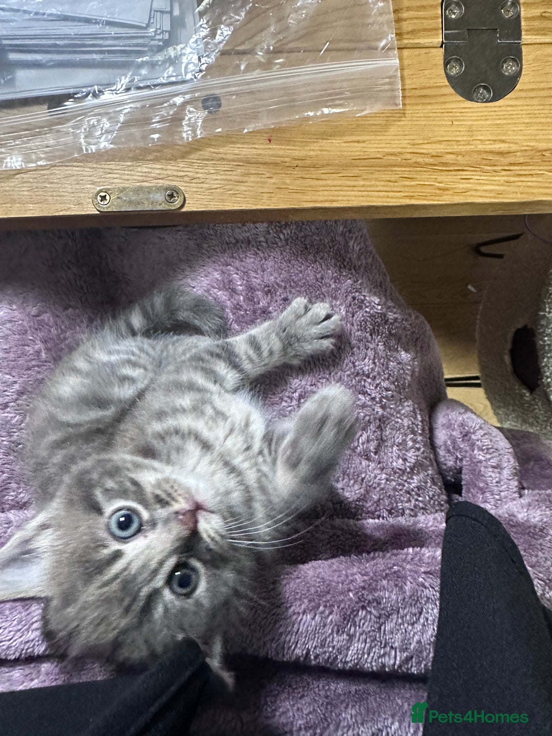 Mixed Breed cats for sale: 3 little grey cuties  - Advert 5