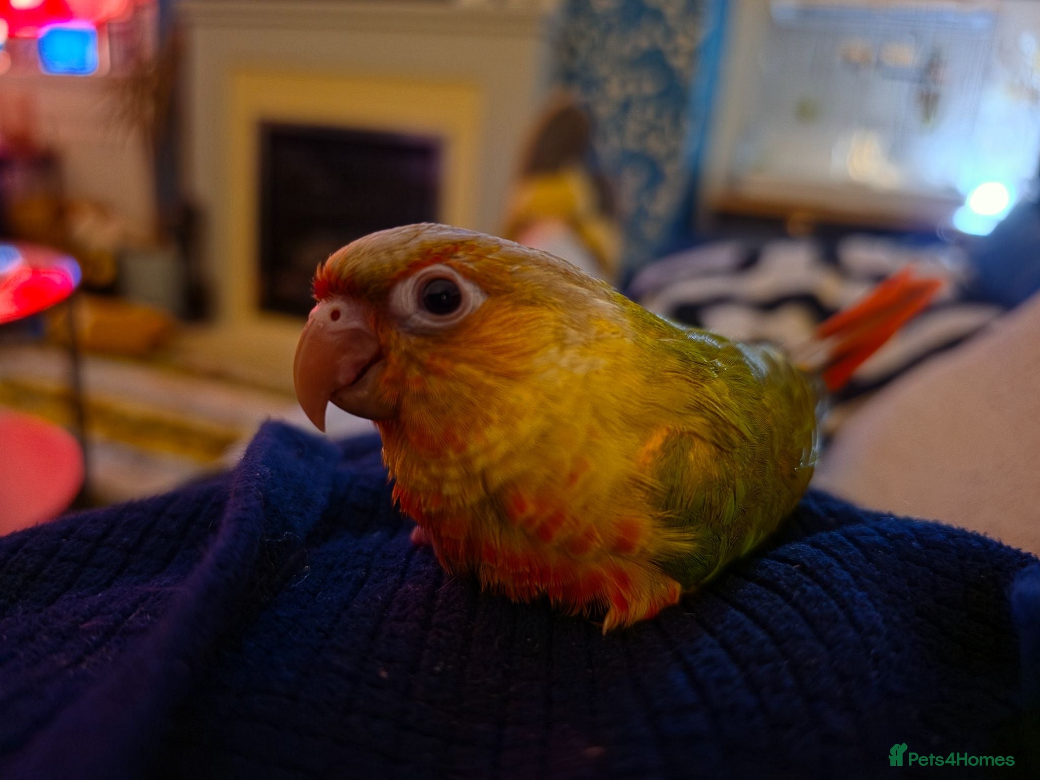 Conures birds Hand-reared RED Conure! 349! - Advert 10