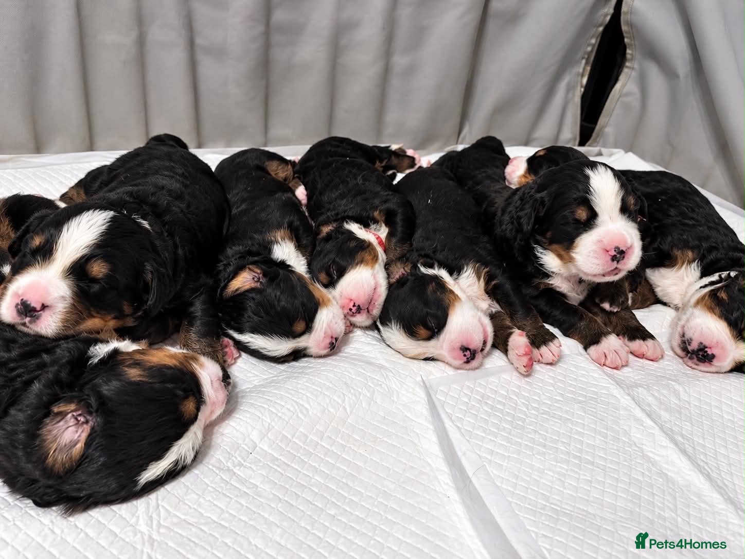 Bernese Mountain Dog dogs Beautiful Bernese mountain dog Pups KC Reg 🐾  - Advert 2