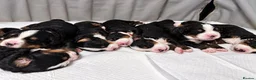 Bernese Mountain Dog dogs for sale: Beautiful Bernese mountain dog Pups KC Reg 🐾  - Advert 2