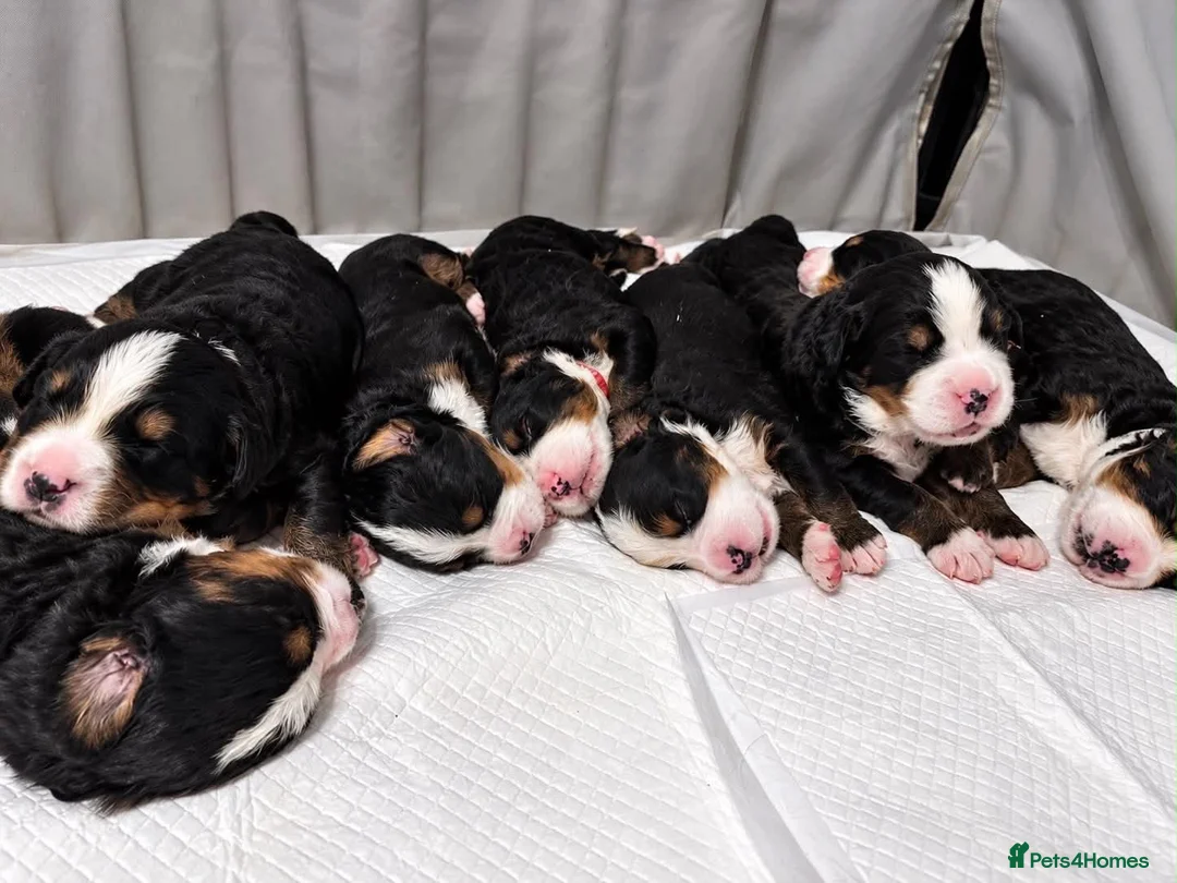 Bernese Mountain Dog dogs for sale: Beautiful Bernese mountain dog Pups KC Reg 🐾  - Advert 2