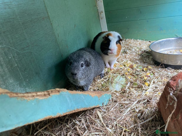 Guinea Pig rodents - Advert 8