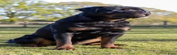 Rottweiler dogs for sale: High Quality Large Rottweiler Puppies  - Advert 5