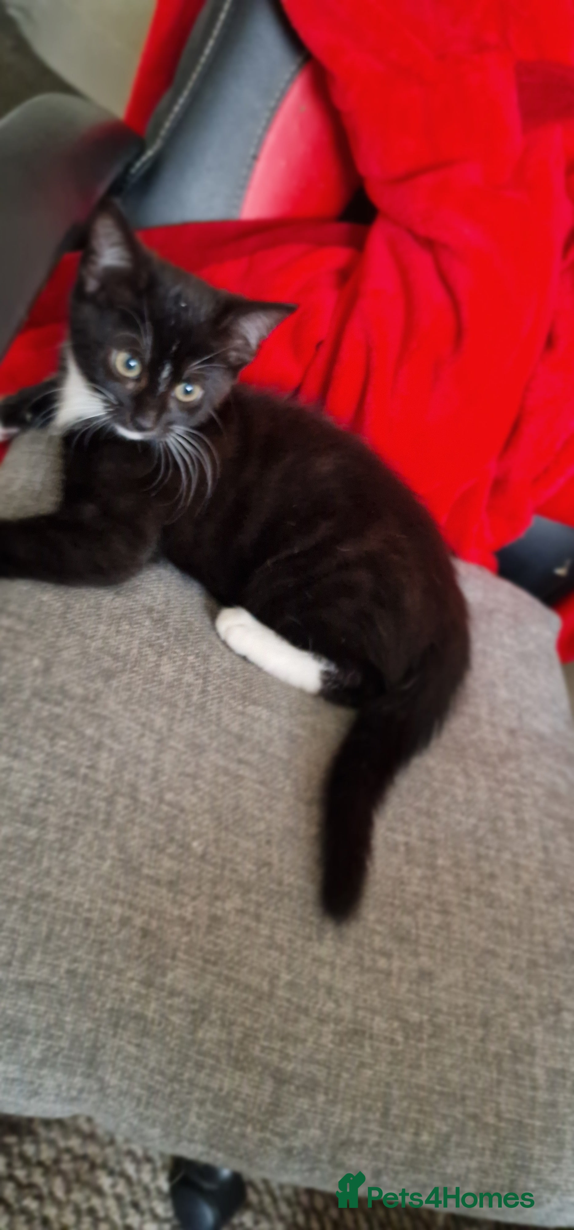 Mixed Breed cats Lovely Kittens  - Advert 15