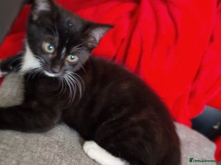 Mixed Breed cats Lovely Kittens - Advert 13