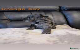 Labradoodle dogs for sale: HEALTH TESTED F1b Miniature labradoodle for SALE - Image 9