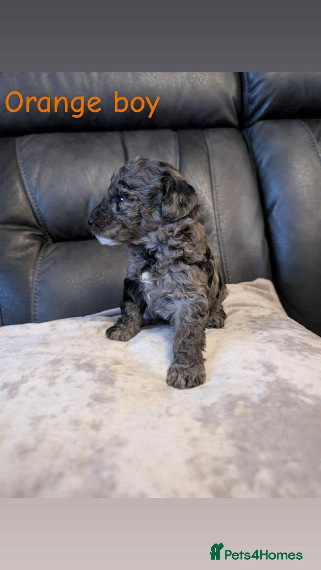 Labradoodle dogs for sale: HEALTH TESTED F1b Miniature labradoodle for SALE - Image 9