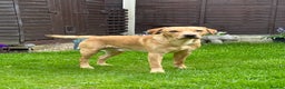Labrador Retriever dogs for stud: KC Reg Labrador Stud - Proven and Health Tested in Sheffield - Advert 4