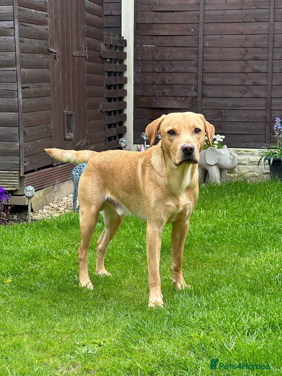 Labrador Retriever dogs for stud: KC Reg Labrador Stud - Proven and Health Tested in Sheffield - Advert 4