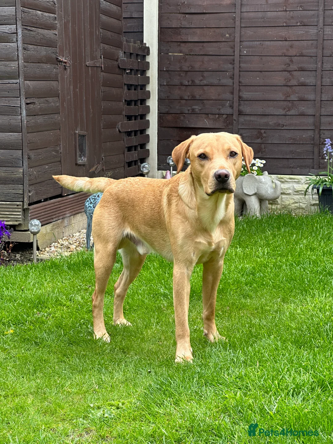 Labrador Retriever dogs for stud: KC Reg Labrador Stud - Proven and Health Tested in Sheffield - Advert 4