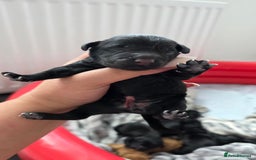 Cocker Spaniel dogs for sale: Cocker Spaniel pups - Image 8